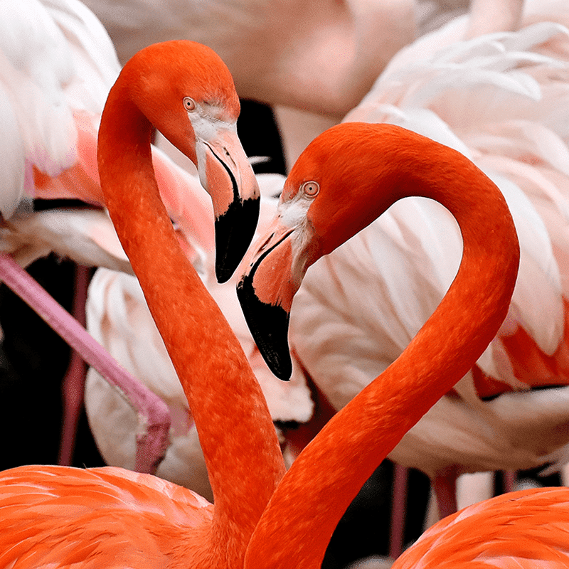 pink flamingo  Beautiful birds, Flamingo art, Pink flamingos