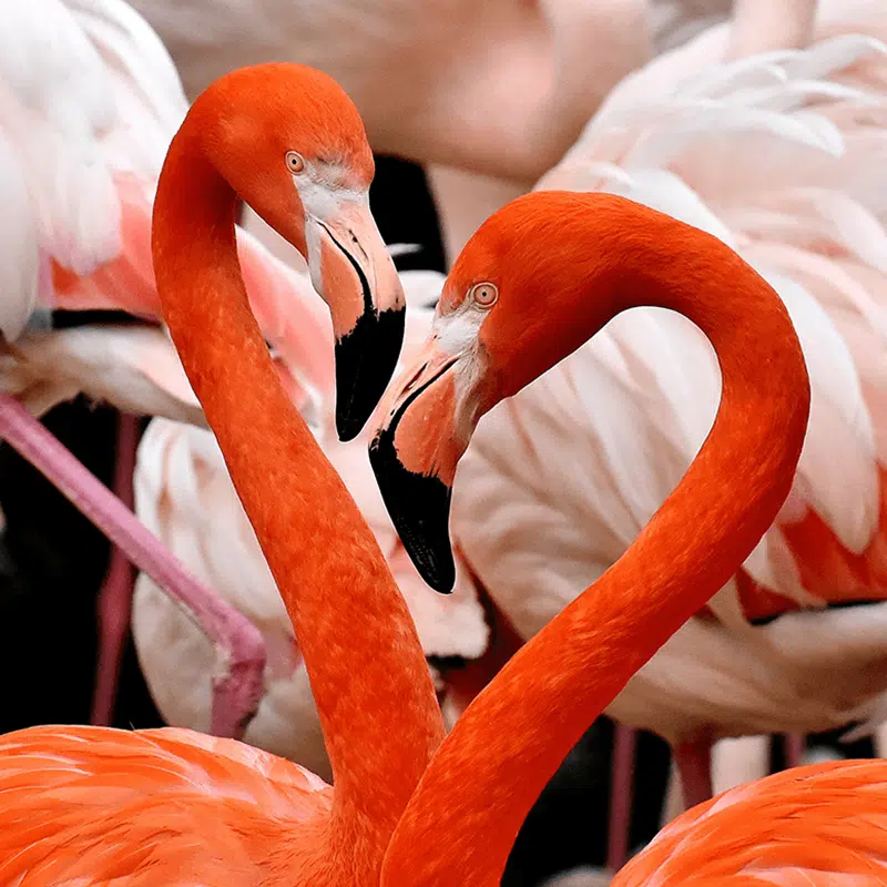 Fascinating Flamingos