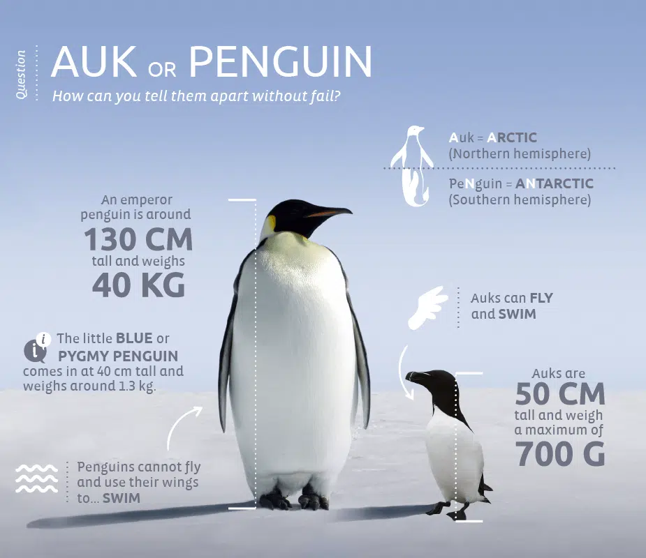 Pingouins-vs-manchot-EN-V2-01