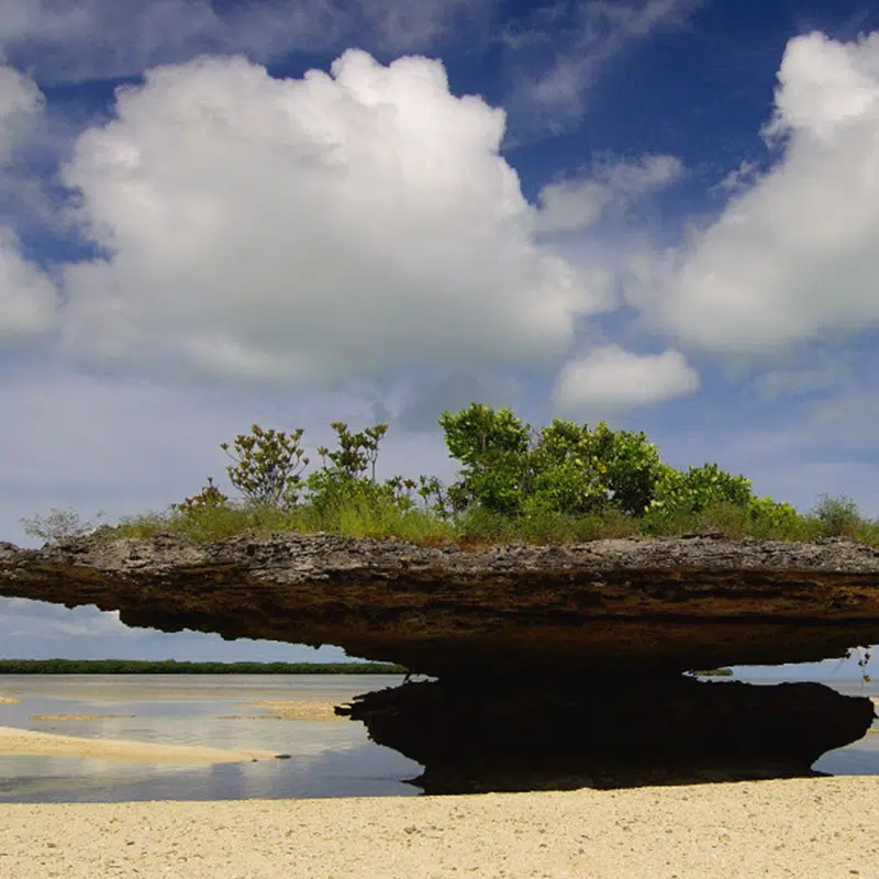 Aldabra Clean Up Project: an environmental challenge in the Seychelles