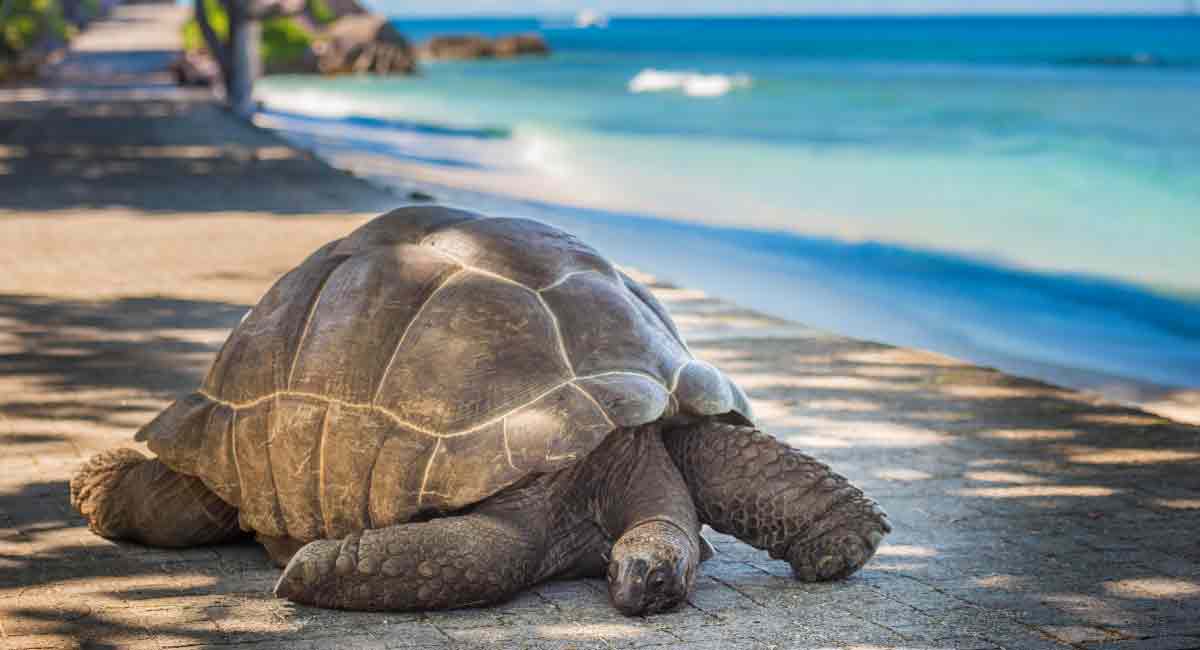 tortue-Aldabra-Seychelles