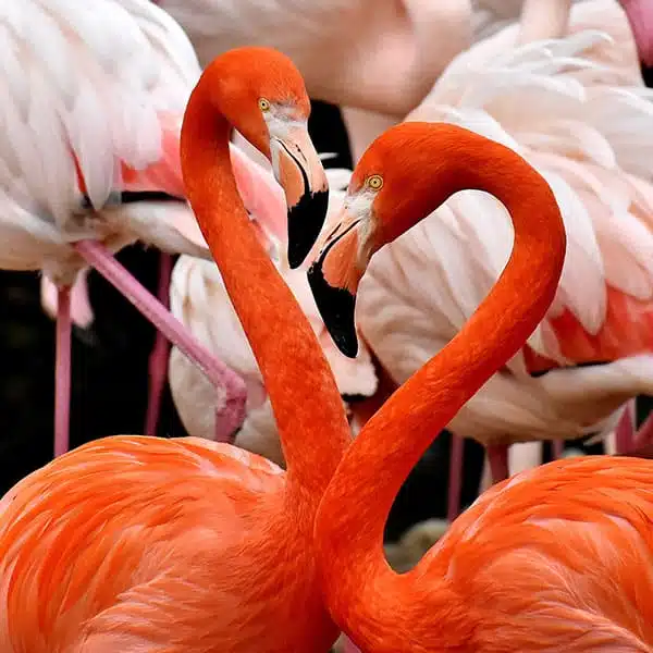 flamingos-push-600×600