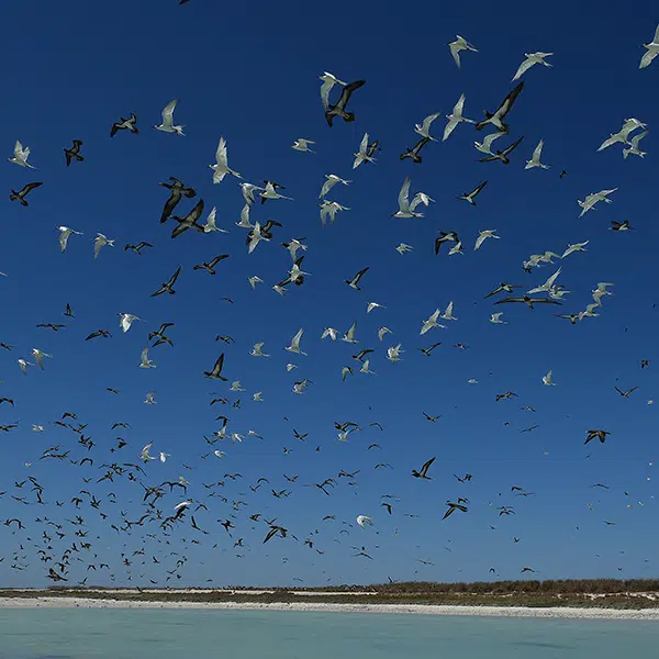 Vol d'oiseaux au dessus des îles Lacépède, nord de l'Australie