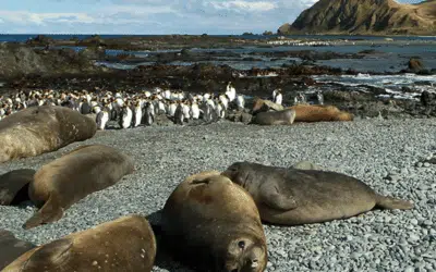 Expedition Story in the Heart of the Subantarctic Islands of Australia & New Zealand