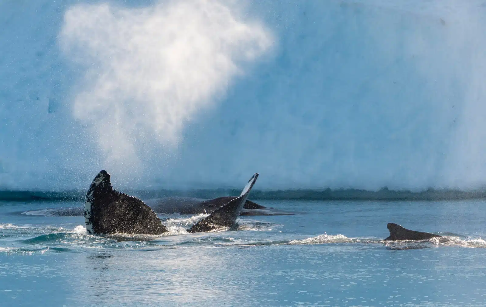 La science participative autour des baleines