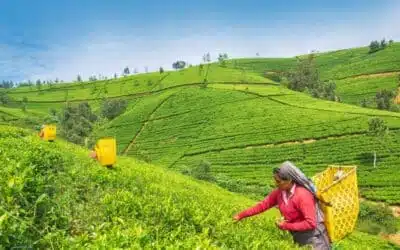 Sri Lanka, l’île du thé
