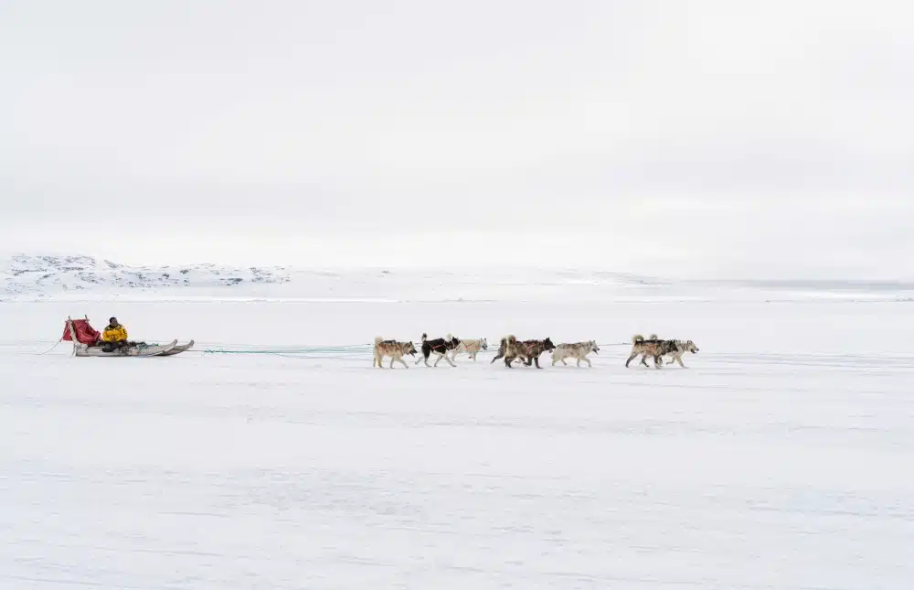 traineau à chiens sur la banquise - voyage Groenland