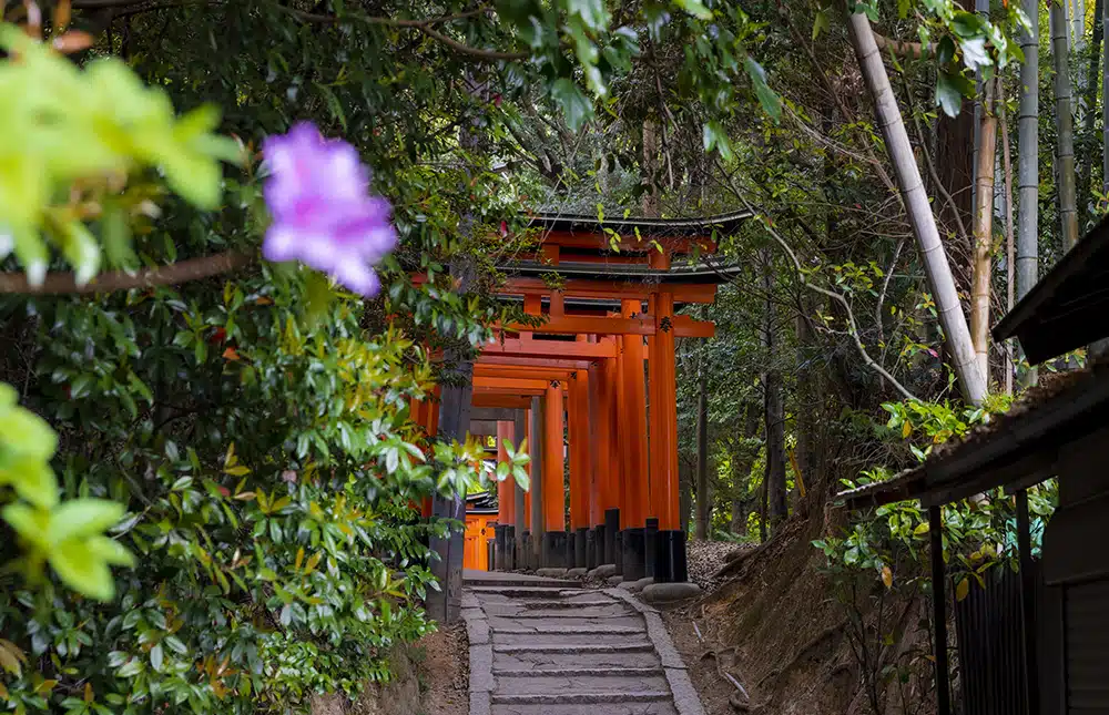 Chemin vers un temple Japonais - forêt