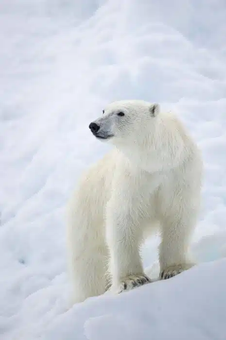 Inuit Myths: Where Tradition And History Come Together 