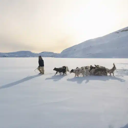 Photo Groenland - inuit - traineau à chiens