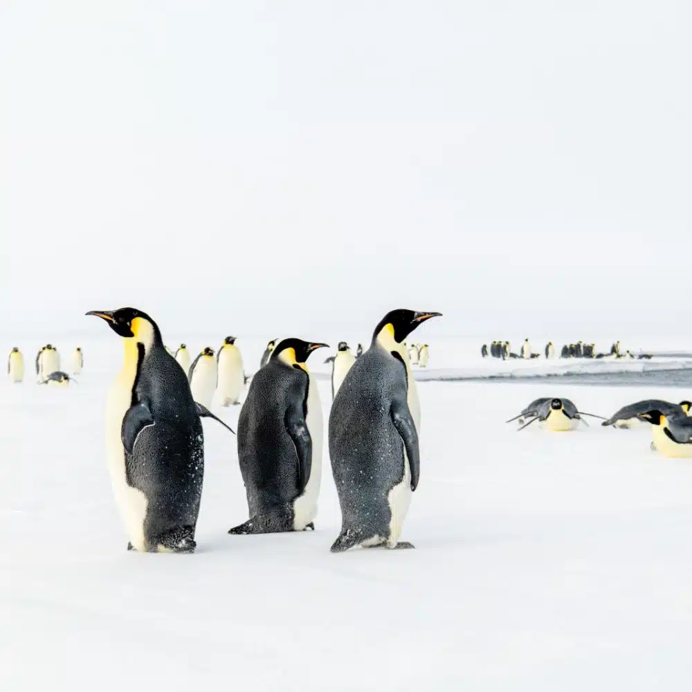 manchots empereurs-Antarctique-mer de Ross