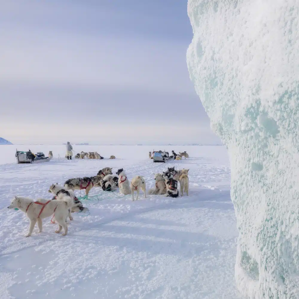 Attelage de chiens de traineaux sur la banquise – Voyage Kullorsuaq – Julien Fabro