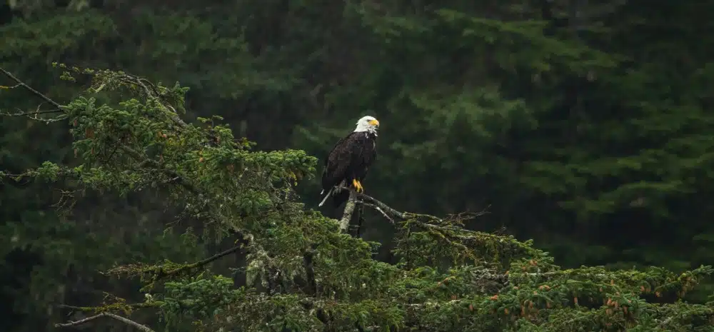 Majesty Standing Tall- bald eagle