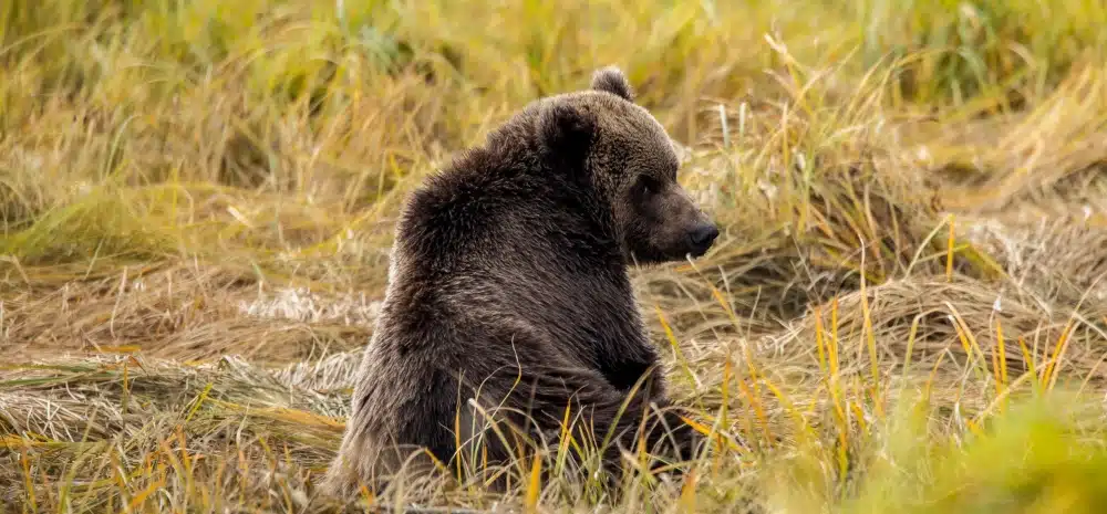 1000×465 146 _0O5A9831_alaska_AU180923_usa_kodiak©PONANT-Julien Fabro (1)