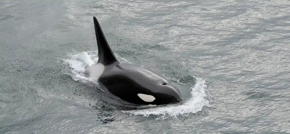 orca killer whale - Alaska