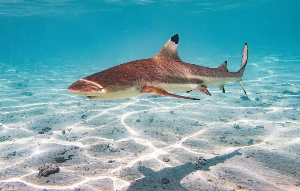 Swimming with Sharks