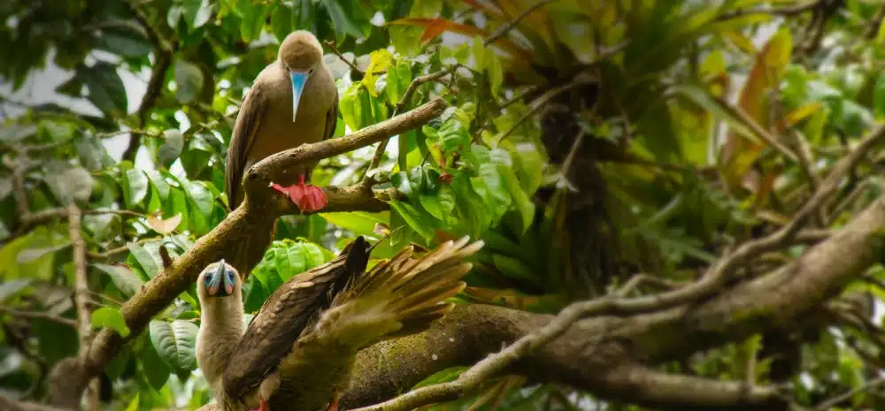 Central America: A Birder’s Paradise. A Photographer’s Dream.