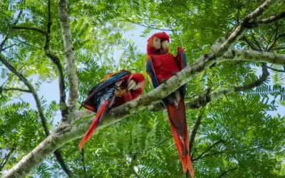 Central America: A Birder’s Paradise. A Photographer’s Dream.