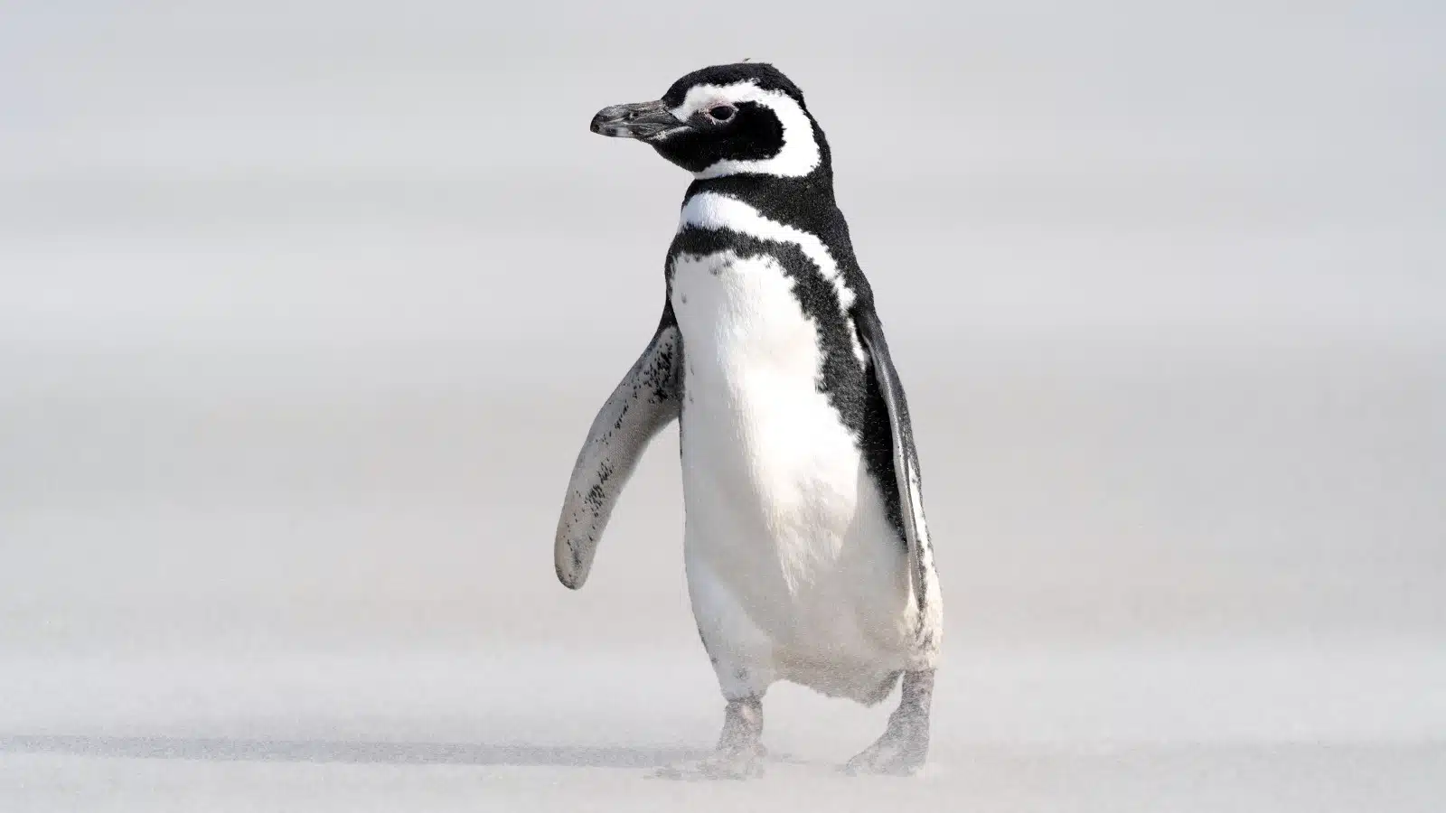 The Many Faces of the Antarctic Peninsula<br>
