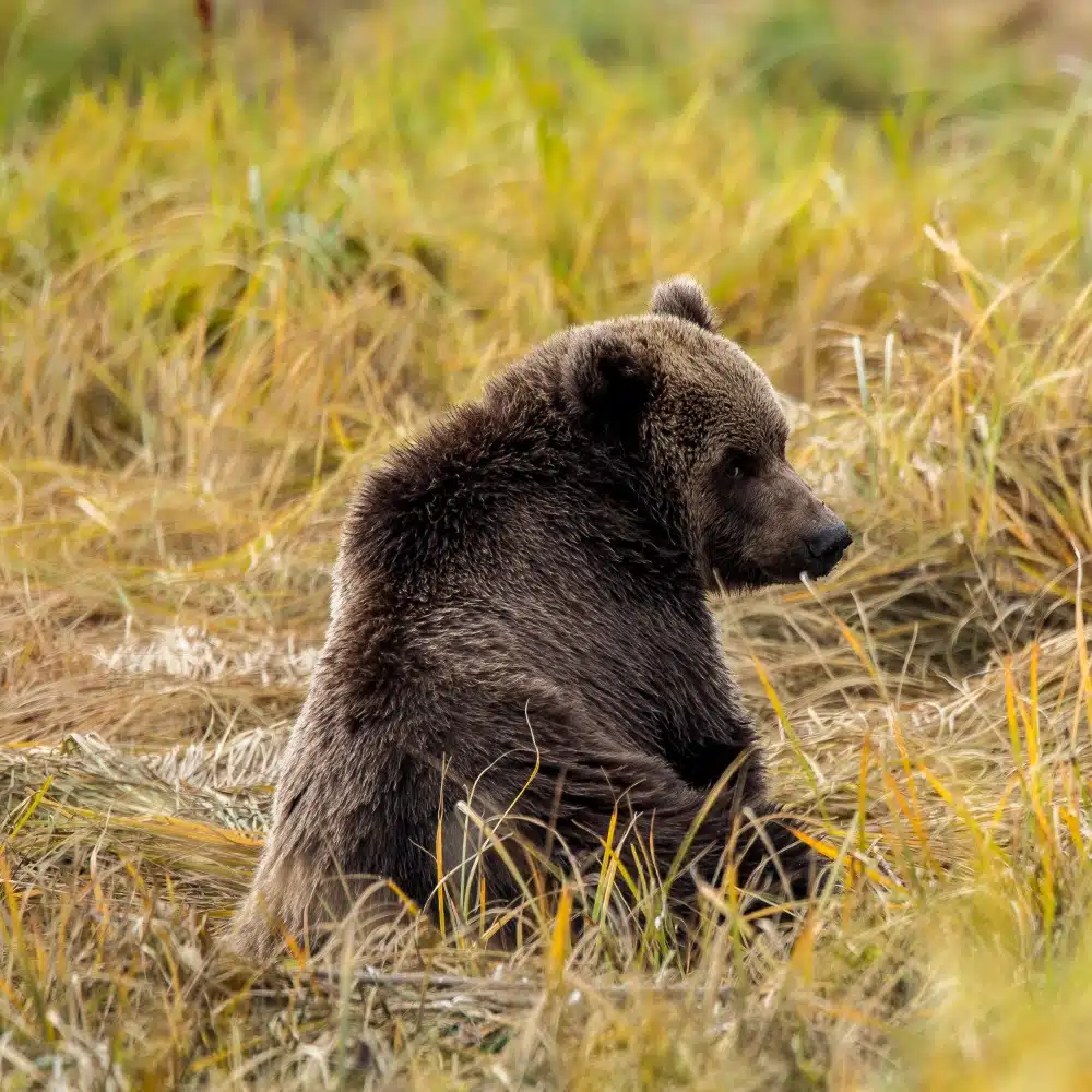 1000×465 146 _0O5A9831_alaska_AU180923_usa_kodiak©PONANT-Julien Fabro (1)