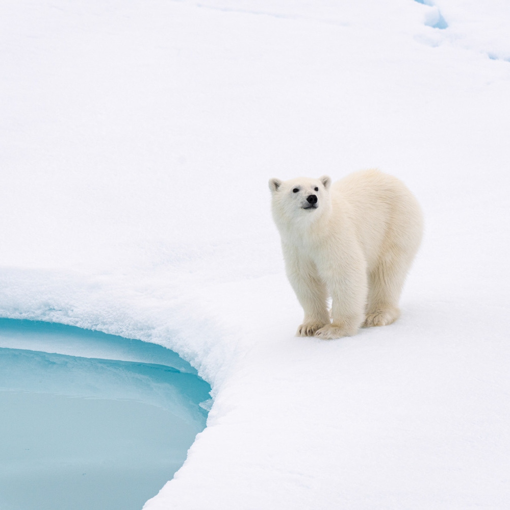 Cruise Critic Names PONANT “Best in the Arctic” for 2023