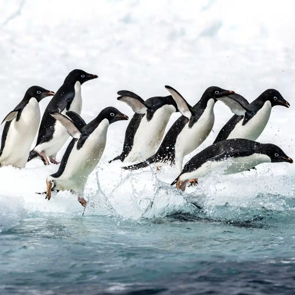 Shackleton’s expedition ship Endurance found in Antarctica’s Weddell Sea