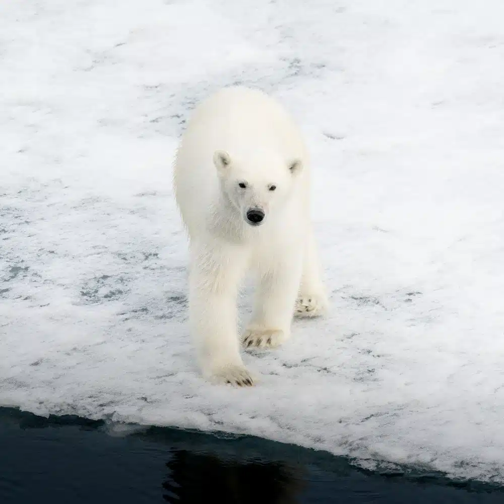 Svalbard: Wilderness Capital of the Arctic Ocean