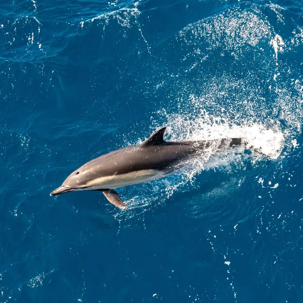 74_TASMANIA_DOLPHINS©StudioPONANT_JulietteLECLERCQ (1)