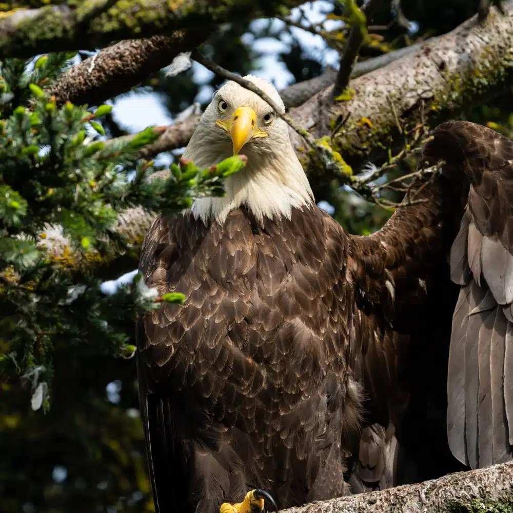 Majesty Standing Tall- bald eagle