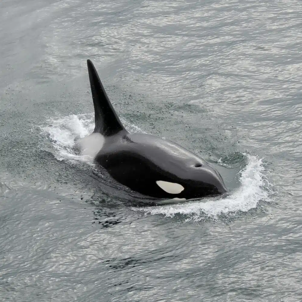 orca killer whale - Alaska