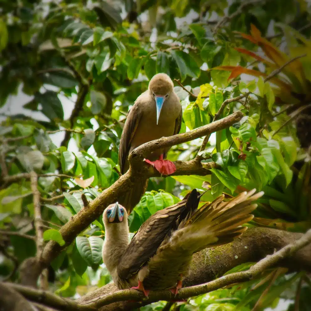 Central America: A Birder’s Paradise. A Photographer’s Dream.