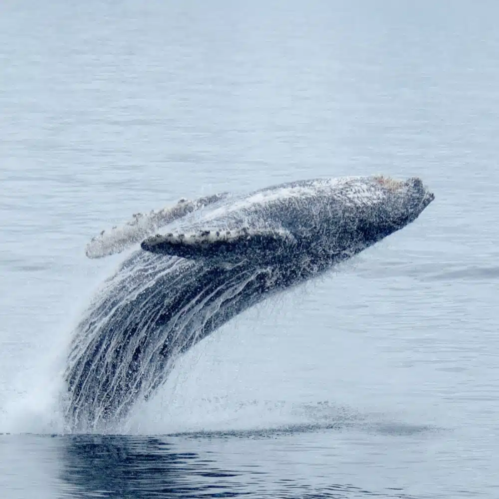 Alaskan Wildlife